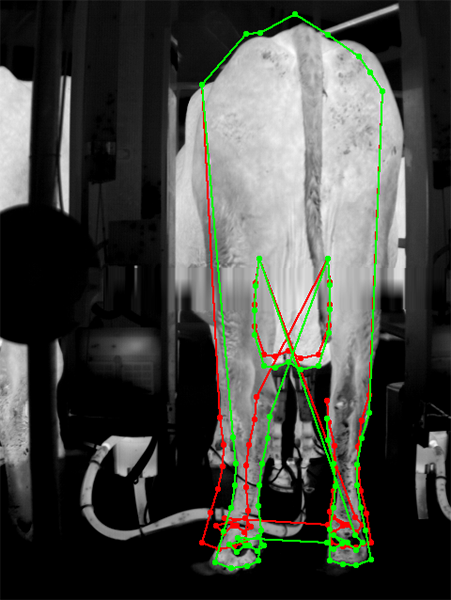 Automatic segmentation and tracking of a dairy cow in a rotary milking parlor (infrared image)