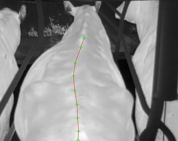 Testing of a method for the automatic recognition of the spinal line in dairy cows (infrared image)