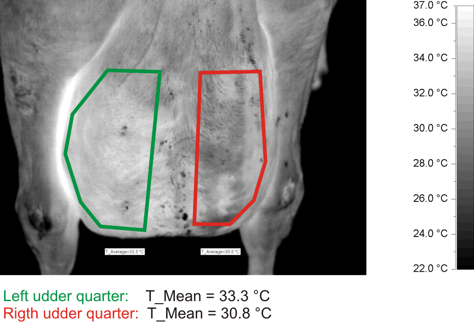 Analysis of the temperature pattern (symmetry) of a cow udder