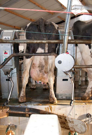 IR camera in casingReferencing of the IRT measurement the rotary milking parlor